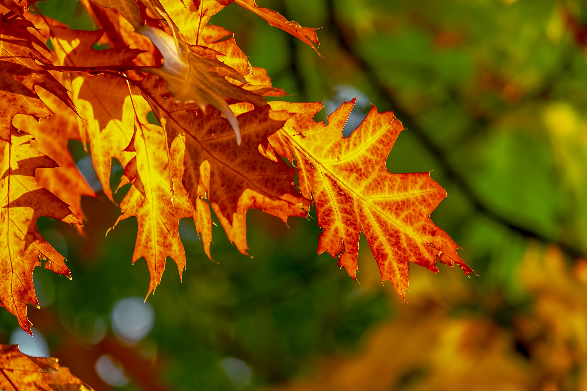 How Do Deciduous Trees Change?