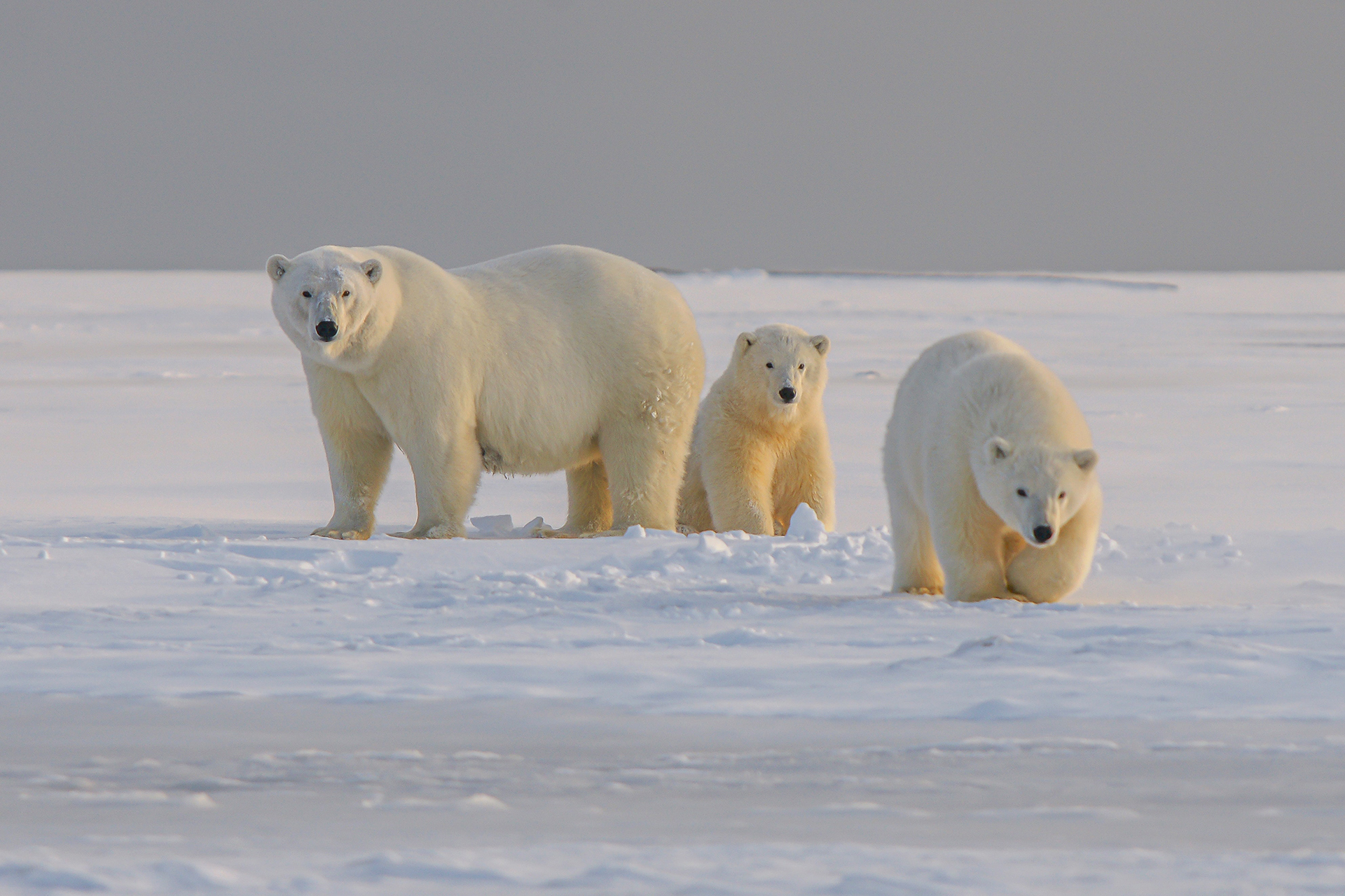 How do polar animals keep warm?